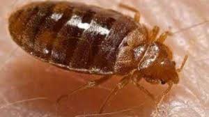 Find pest control providers in cheyenne, wyoming. Bed Bug Pest Control Best Pest Control Cheyenne Wyoming
