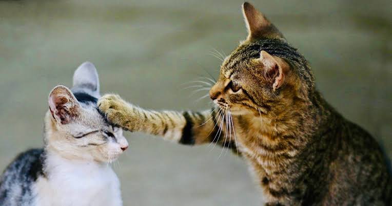 How To Get An Older Cat To Accept A Kitten | Walkerville Vet