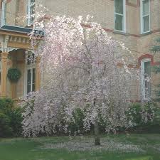 They don't bear fruit, but they produce a stunning display of white or pink blossoms during the spring. Weeping Cherry Snow Fountains Prunus Hybrid My Garden Life
