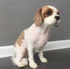 10 Best Cavalier King Charles Spaniel Haircuts Page 2 Of 4 The Paws Cavalier King Charles Spaniel Cavalier King Charles King Charles Spaniel