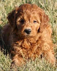 Is just as easy to train. 3 Types Of Mini Goldendoodles Colors Sizes And Coats Explained