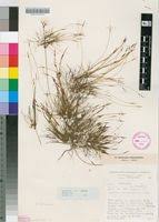 Image result for Eleocharis confervoides