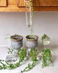 Pin On Easy Plant Propagation