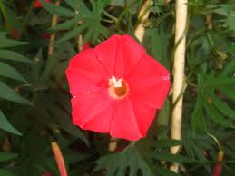 Image result for Ipomoea quamoclit