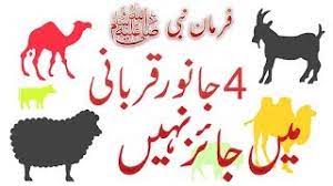 Qurbani ke janwar mein kitne hisse hote qurbani mein hissa bakra qurbani hissa cow qrbani hisa. 4 Janwar Qurbani Mane Jaiz Nahi Hadeeth Ki Roshni Mane Qurbani K Janwar By Islamic Portal