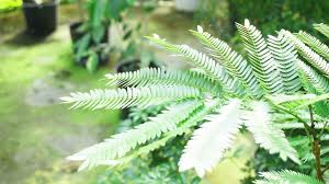エバーフレッシュの花言葉は 観葉植物の基礎知識 Apego