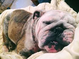 The english bulldog's friendly, clownish personality belies its' appearance and the dog has become a highly popular pet. Yeast Infection In Bulldogs Bulldogguide Com
