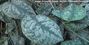 Maybe you would like to learn more about one of these? Scindapsus Pictus Exotica Plant Care And Growing Guide Pictures