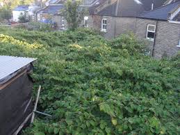 They're a luscious green colour and grow up to 200mm long. Japanese Knotweed Removal Uk Tcm Knotweed Services