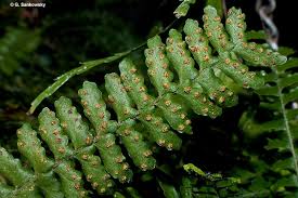Image result for Arthropteris