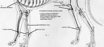 If however, your dog appears to be in pain, or is holding a leg completely off the ground and refuses to put weight on it, an immediate vet appointment is crucial. Can Previous Injuries Cause Bone Cancer In Dogs Pethelpful