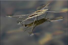 Image result for Najas