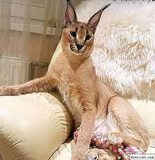 pin by felis catus on caracal caracal cat animals cats