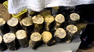 It is especially effective on those beautiful, punky, spalted woods that are just too soft to work with! Cactus Juice Home Stabilization My Methods Part 1 Youtube