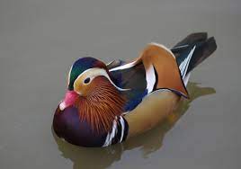 Maybe you would like to learn more about one of these? Mandarin Duck The Wildlife Trusts