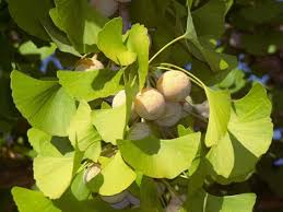 Image result for Ginkgoaceae