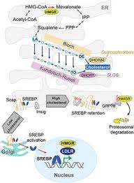 Frontiers Intracellular Cholesterol Trafficking And Impact