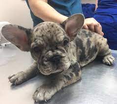 Merle French Bulldog Puppy Merle French Bulldog French Bulldog Puppies Bulldog