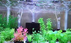 Berikut ini merupakan 4 cara praktis supaya aquarium tetap bersih dan tidak bau amis. Begini Cara Merawat Aquarium Agar Tetap Bersih Suka Ikan