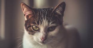 Lack of a systematic definition of acute renal failure (arf) previously led to significant confusion clinically and in the medical literature. Cat Seizures And What To Do Pet Medella