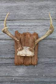 Collection Of Deer Antler Mounts Antlers On Rustic Wood Boards Vintage Mountings Deer Antler Crafts Antler Mounts Deer Decor