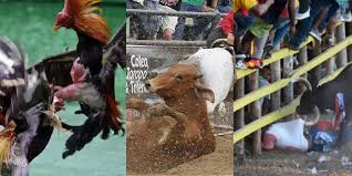 Prohibición de Corralejas y Toros Sacude Economía y Cultura en Colombia - Imagen principal del artículo