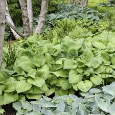 Plant in the spring and cut back in the fall after a few frosts. Hosta Guacamole Walters Gardens Inc