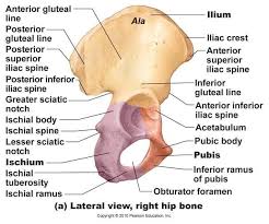 Iliac Tuberosity חיפוש ב Google Anatomia Medica Anatomia Cuerpo Humano