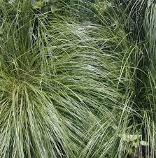 Image result for Sporobolus panicoides