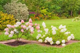 Maybe you would like to learn more about one of these? The Best Summer Blooming Shrubs Disabatino Landscaping Wilmington De Custom Architectural Landscape Design Installation Delaware Disabatino Landscaping