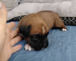 A boxer dog with white markings. Boxer Puppies For Sale Eden Nc 282813 Petzlover