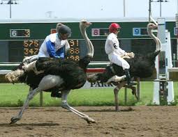 The old man had stated that the eldest son will own half of the 17 camels, the middle one will get one third of the 17 camels, and the youngest one will get his share of. Group To Protest Ostrich Camel And Zebra Races At Canterbury Park Savage News Swnewsmedia Com