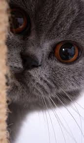 Wir von medpets möchten sie dabei unterstützen. Blue British Shorthair Crazy Cats Cute Animals Grey Cats