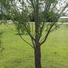 Check spelling or type a new query. Why Is The Bark Falling Off The Base Of My Corkscrew Willow S Trunk Gardening Landscaping Stack Exchange