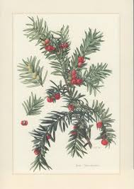 Your Place To Buy And Sell All Things Handmade Vintage Botanical Prints Botany Illustration Botanical Prints