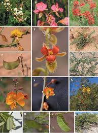 Image result for Gelrebia glandulosopedicellata