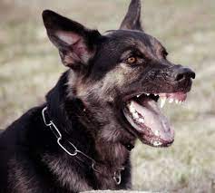 pin by kira on teeth angry dog scary dogs dogs