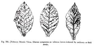 Because of this, prevention is. Tobacco Mosaic Virus Symptoms And Control