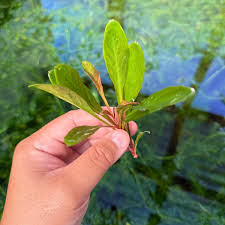 Image result for Samolus