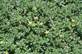 Image result for Portulaca centrali-africana