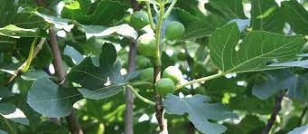 Christ's parable of the fig tree in matthew 24, along with the length of a generation in psalms 90 go hand in hand in confirming jesus christ's rapturous return immediately after the great tribulation in the year ad 2028! Dig The Fig The Essential Guide To All You Need To Know About Figs The Permaculture Research Institute