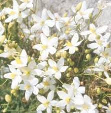 Image result for Chironia