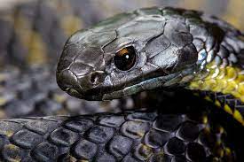 Bruny Island Tiger Snake Snake Photos Snake Reptiles