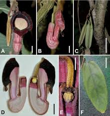Image result for Aristolochia hockii