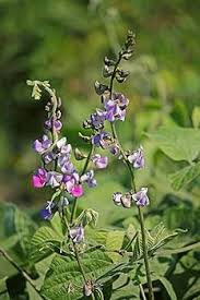 Image result for Lablab purpureus