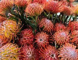 Image result for Protea enervis