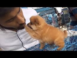 Also you can see the relevant ads for different types of dogs for sale or adoption in hyderabad including bulldogs, german shepherds, poodles and pugs. Teacup Pomeranian Puppies Boo Dog Price In India Novocom Top
