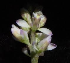 Image result for Polygala ohlendorfiana