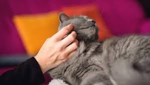 When your cat's ears are healthy, they're pink and clean inside, have no smell, have very little or no wax, and seem able to detect the sound of a can opener from a mile away. Cat In Heat Signs Symptoms What To Do If Your Cat Is In Heat Cattime