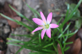 Image result for Zephyranthes minuta